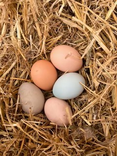 eggs in straw.jpeg